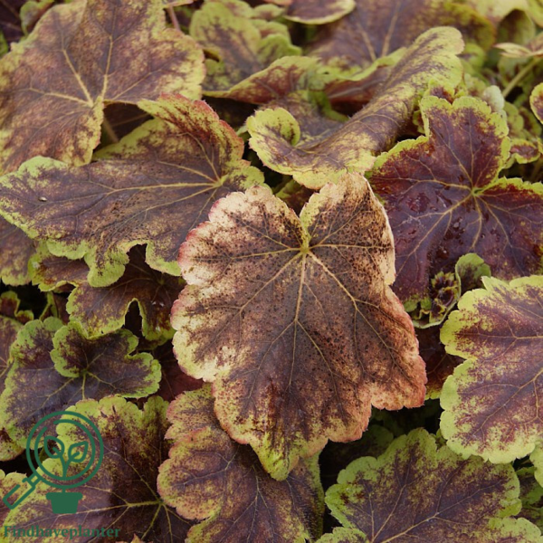 Heucherella hybrid 'Solar Eclipse'®, Alunrod