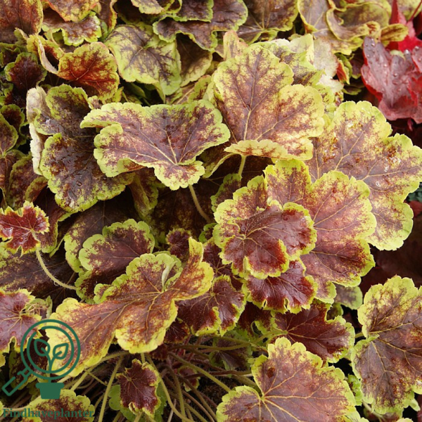 Heucherella hybrid 'Solar Eclipse'®, Alunrod