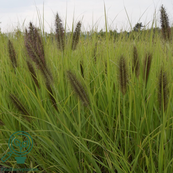 Pennisetum alopecuroides 'Red Head' - robust, Lampepudsergræs