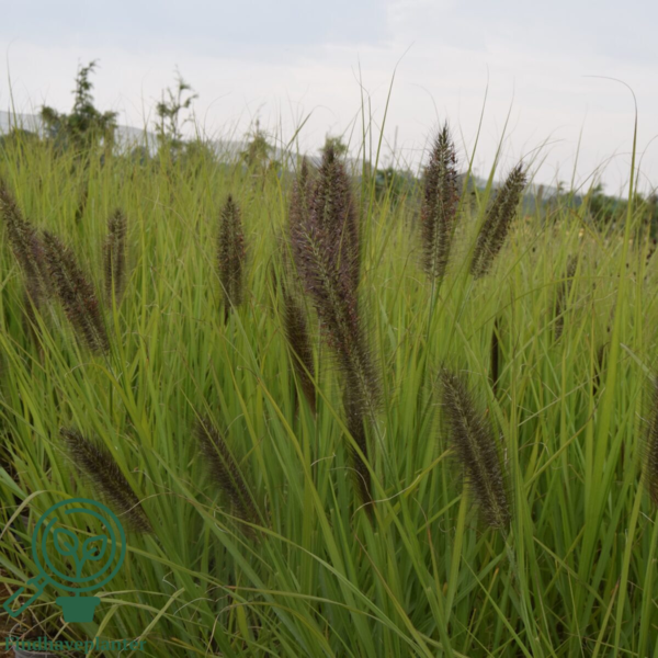 Pennisetum alopecuroides 'Red Head' - robust, Lampepudsergræs