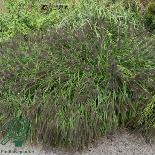 Pennisetum alopecuroides 'Red Head' - robust, Lampepudsergræs