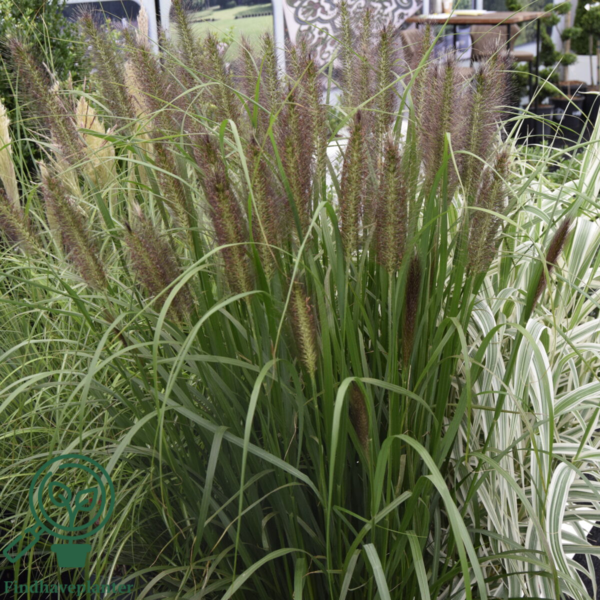 Pennisetum alopecuroides 'Red Head' - robust, Lampepudsergræs