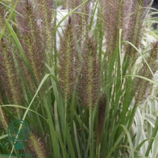 Pennisetum alopecuroides 'Red Head' - robust, Lampepudsergræs