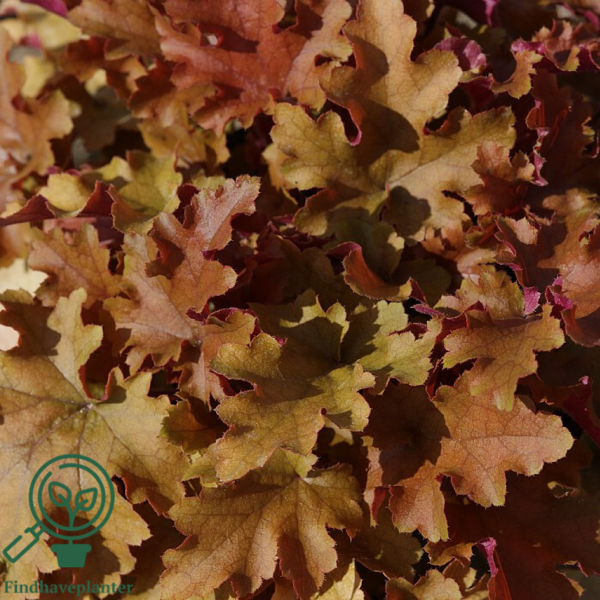 Heuchera hybrid 'Marmalade'®, Alunrod