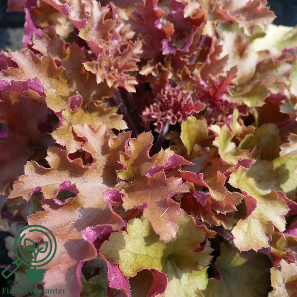 Heuchera hybrid 'Marmalade'®, Alunrod