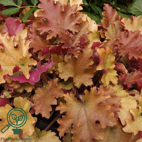 Heuchera hybrid 'Marmalade'®, Alunrod