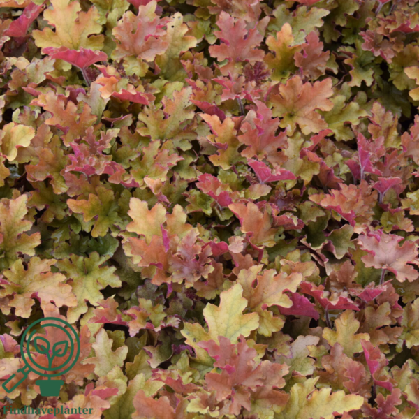 Heuchera hybrid 'Marmalade'®, Alunrod