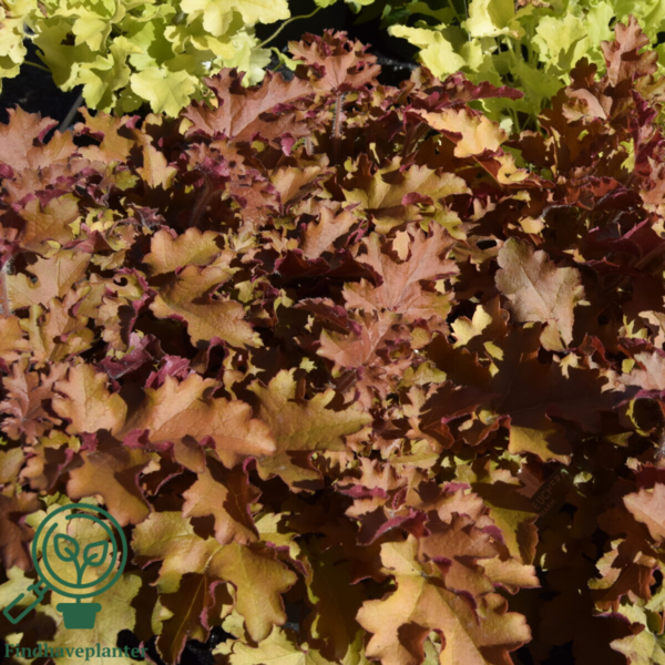 Heuchera hybrid 'Marmalade'®, Alunrod
