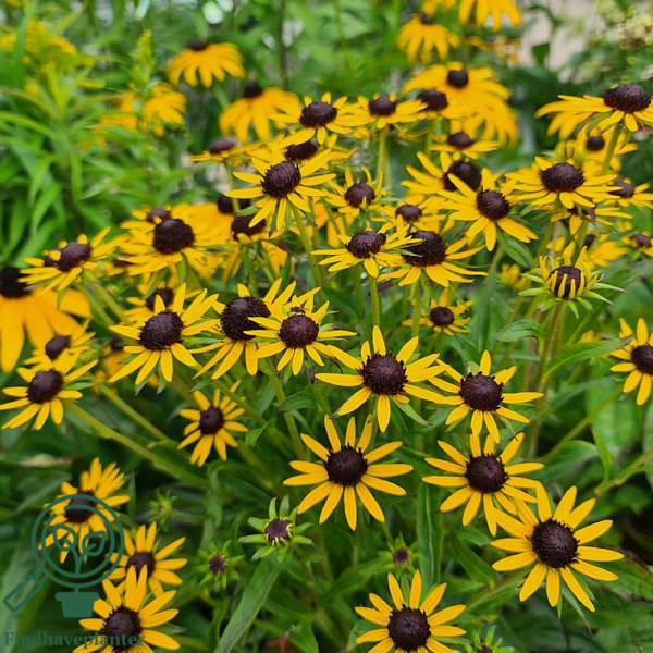 Rudbeckia hybrid 'Little Goldstar'®, Solhat