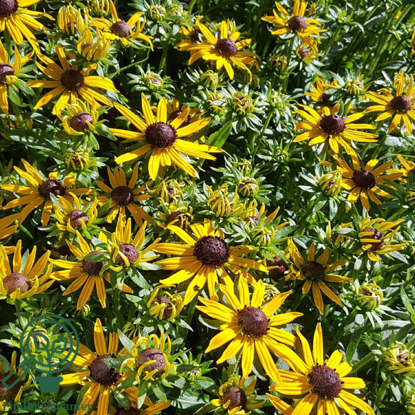 Rudbeckia hybrid 'Little Goldstar'®, Solhat