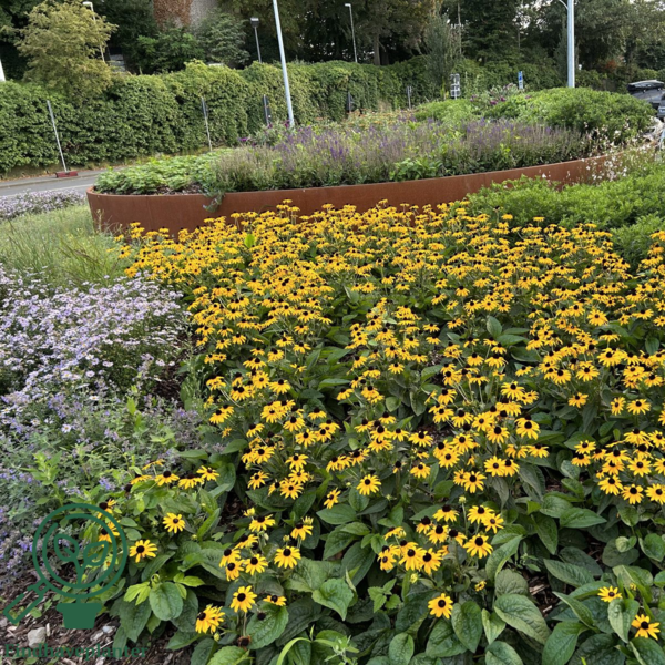 Rudbeckia hybrid 'Little Goldstar'®, Solhat