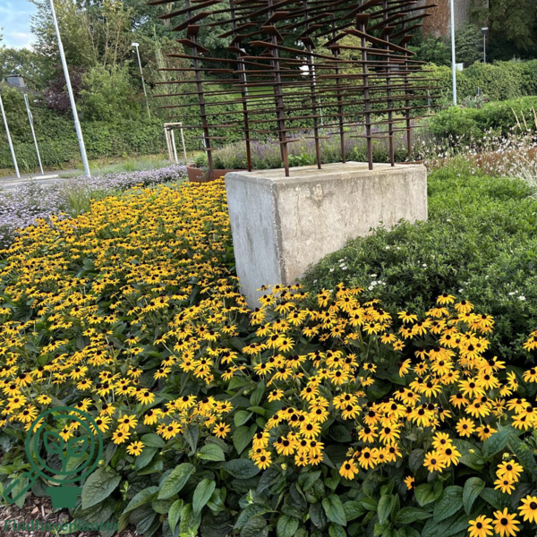 Rudbeckia hybrid 'Little Goldstar'®, Solhat