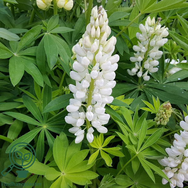 Lupinus polyphyllus 'Fräulein'