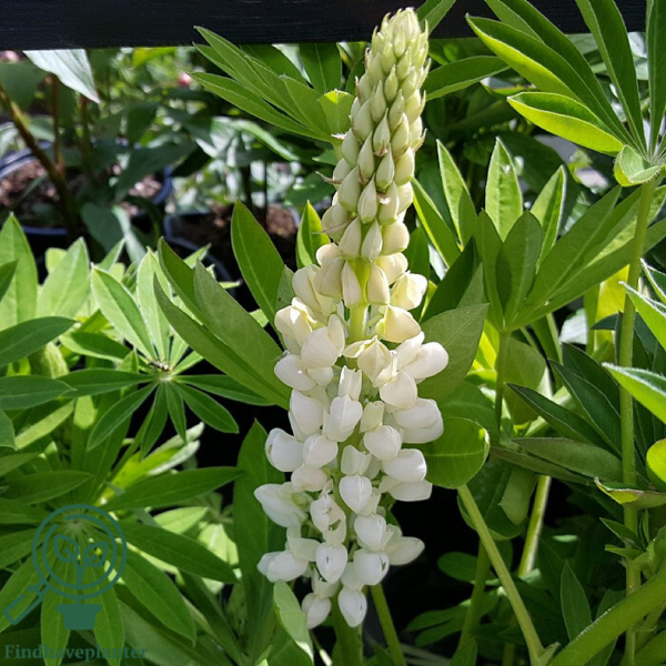 Lupinus polyphyllus 'Fräulein'