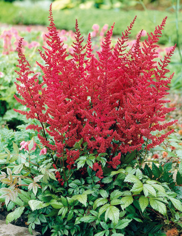 Astilbe japonica-hybrid 'Vesuvius' mørkt løv, Astilbe