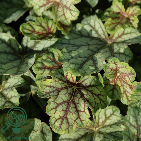 Heuchera hybrid 'Green Spice'®, Alunrod