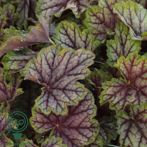 Heuchera hybrid 'Green Spice'®, Alunrod