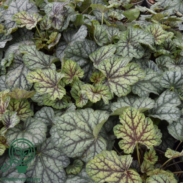 Heuchera hybrid 'Green Spice'®, Alunrod