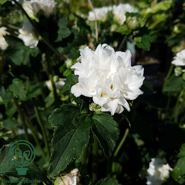 Anemone japonica-hybrid 'Tiki Sensation'®, Høstanemone C0,8