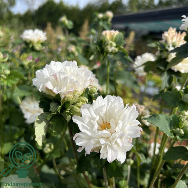 Anemone japonica-hybrid 'Tiki Sensation'®, Høstanemone C0,8