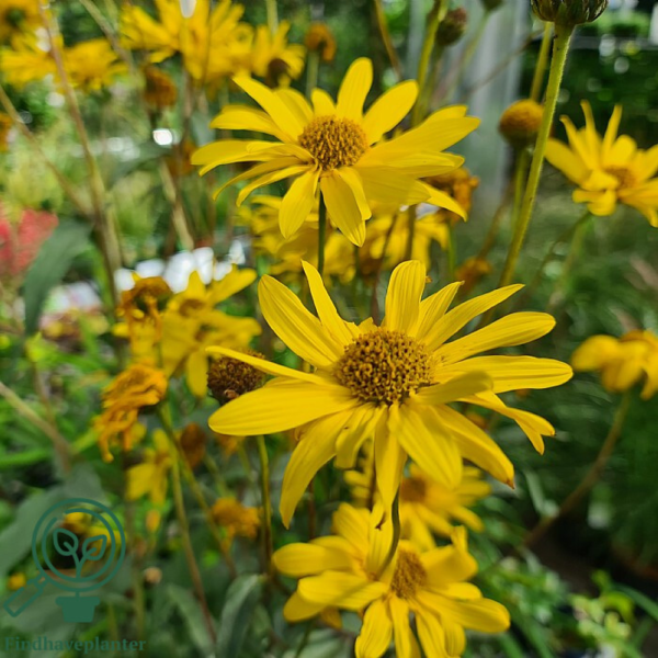 Helianthus rigidus 'Miss Mellish', Staudesolsikke