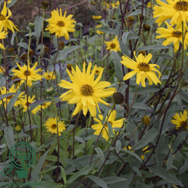 Helianthus rigidus 'Miss Mellish', Staudesolsikke