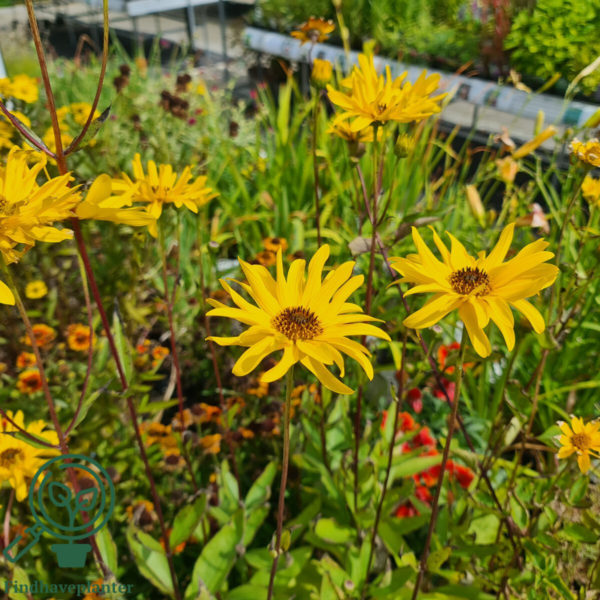 Helianthus rigidus 'Miss Mellish', Staudesolsikke