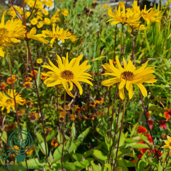 Helianthus rigidus 'Miss Mellish', Staudesolsikke