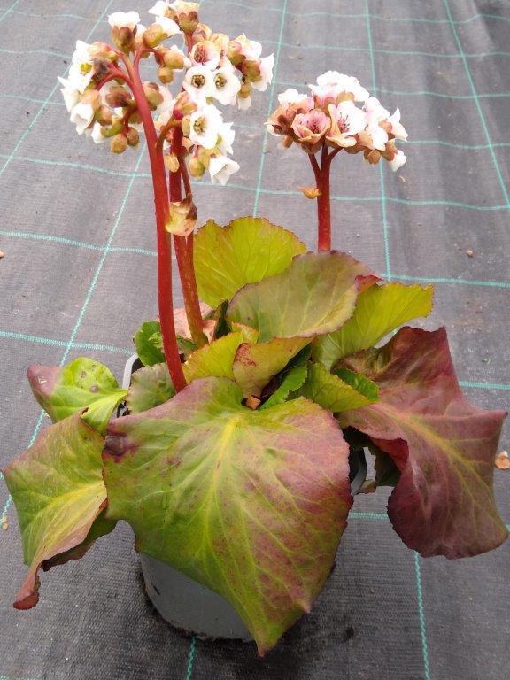 Bergenia hybrid 'Jelle'®, Kæmpe-Stenbræk