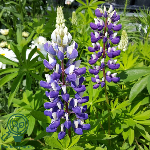 Lupinus polyphyllus 'Kastellan'