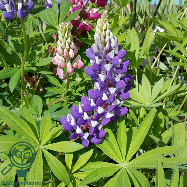 Lupinus polyphyllus 'Kastellan'
