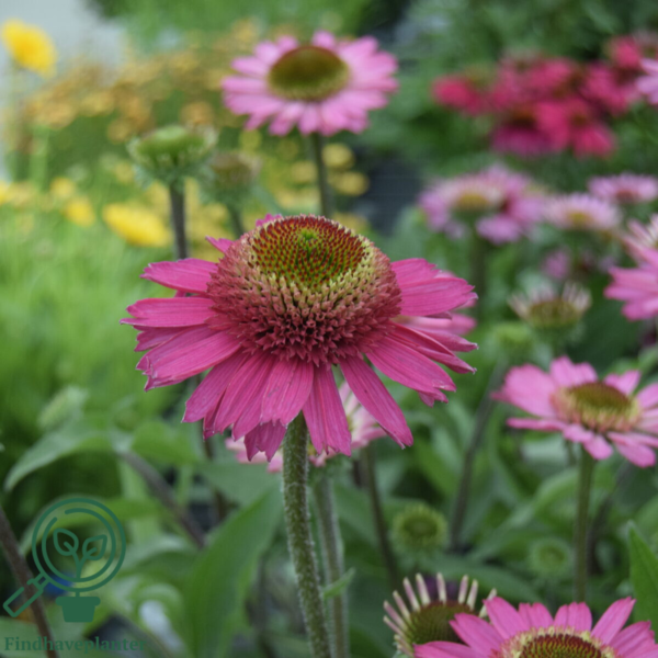 Echinacea hybrid 'Delicious Candy'®, Solhat