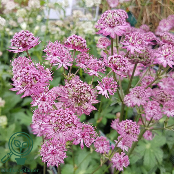 Astrantia major 'Star of Beauty'®, Stjerneskærm