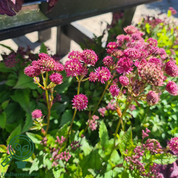 Astrantia major 'Star of Beauty'®, Stjerneskærm