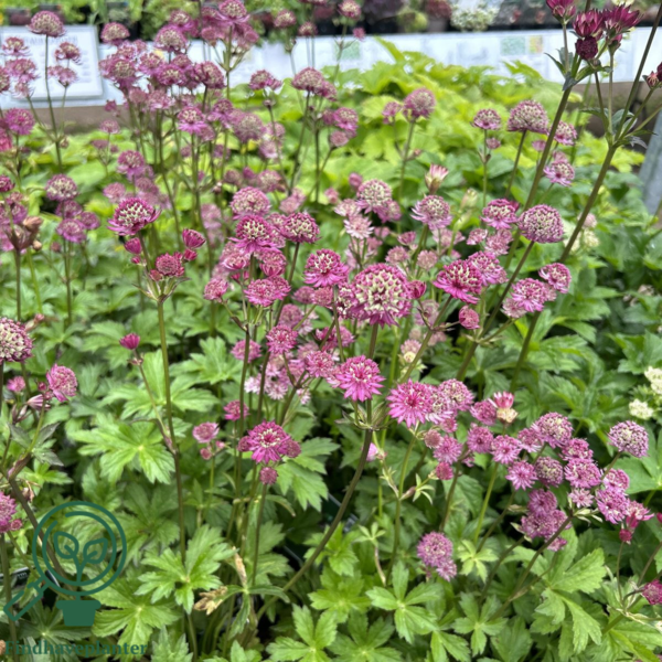 Astrantia major 'Star of Beauty'®, Stjerneskærm