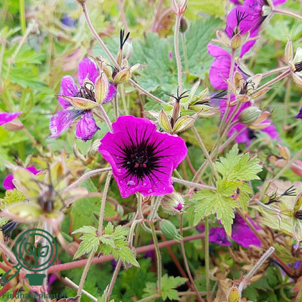 Geranium hybrid 'Dragon Heart', Storkenæb