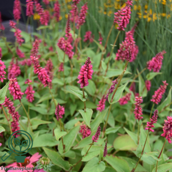 Persicaria amplexicaulis 'Inverleith', Kertepileurt