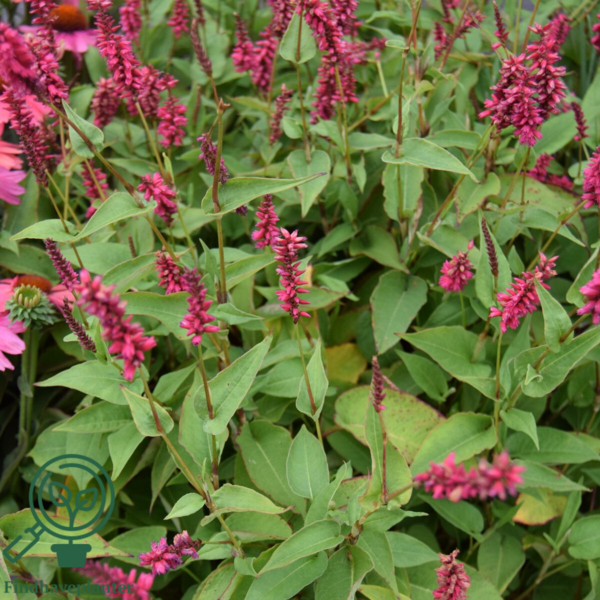 Persicaria amplexicaulis 'Inverleith', Kertepileurt