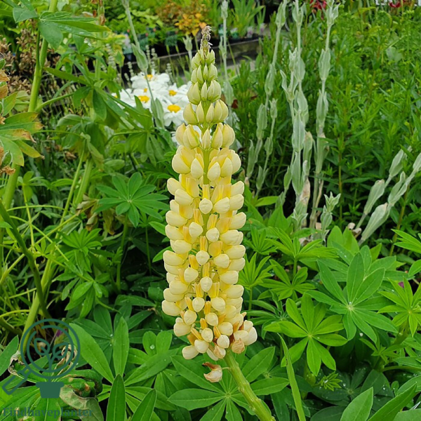 Lupinus polyphyllus 'Kronleuchter'