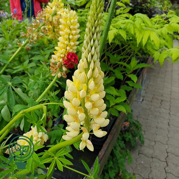 Lupinus polyphyllus 'Kronleuchter'