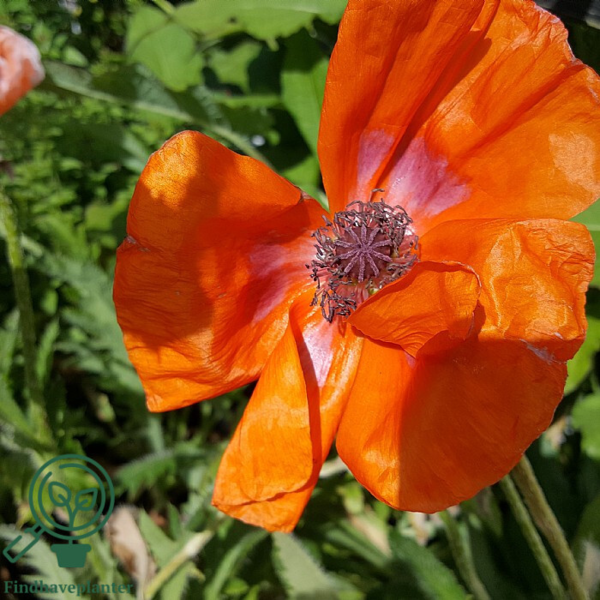 Papaver orientale 'Harvest Moon' Kæmpevalmue
