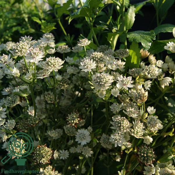 Astrantia major 'Star of Billion''®, Stjerneskærm