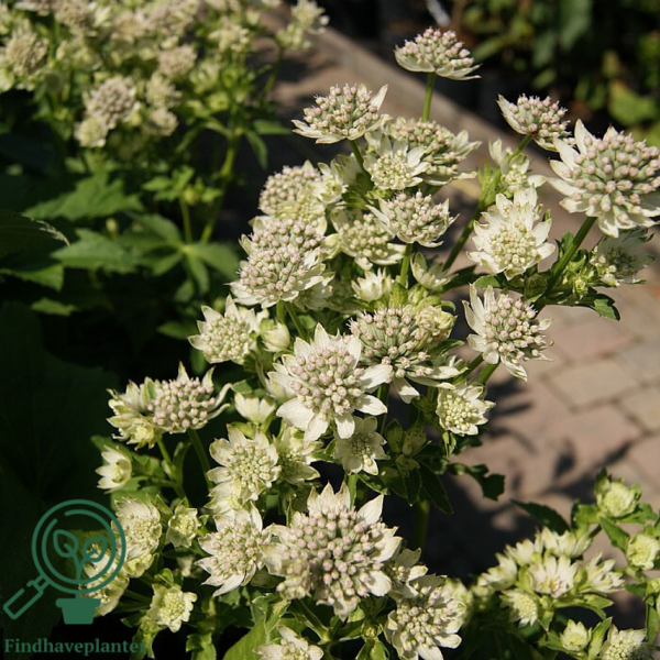 Astrantia major 'Star of Billion''®, Stjerneskærm
