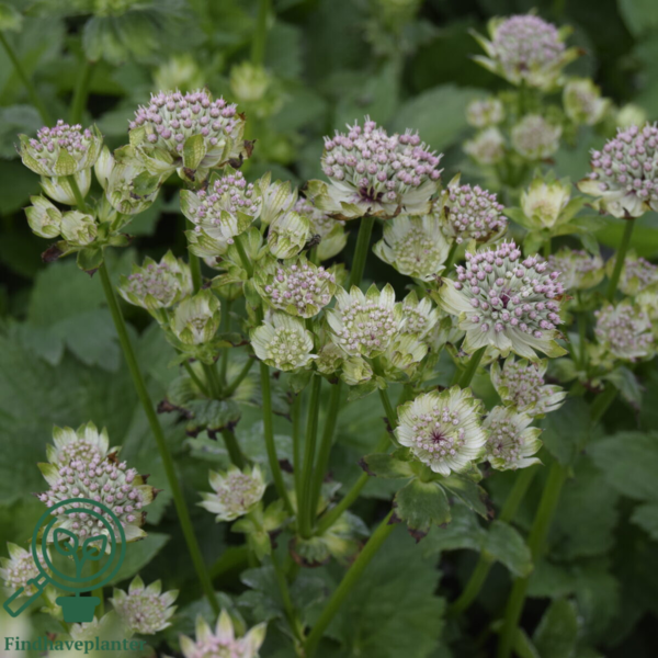 Astrantia major 'Star of Billion''®, Stjerneskærm