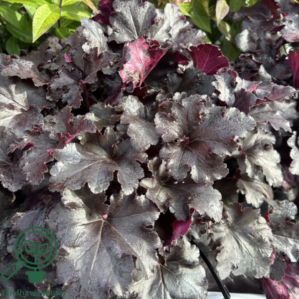 Heuchera hybrid 'Black Pearl'® sortrød, Alunrod