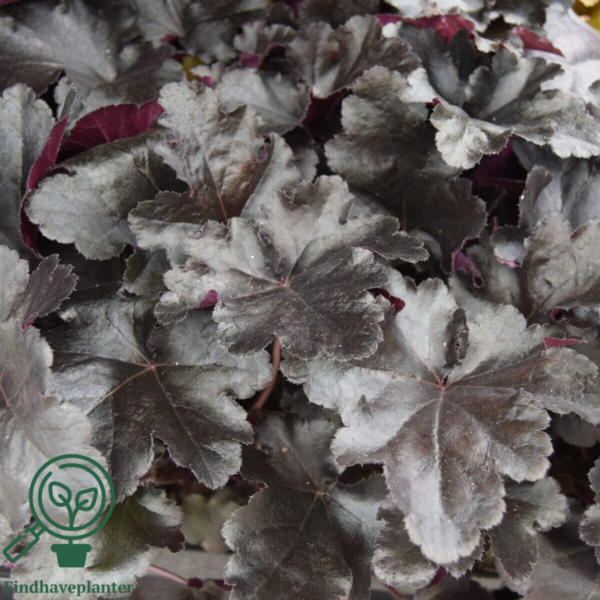 Heuchera hybrid 'Black Pearl'® sortrød, Alunrod