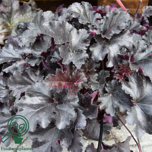 Heuchera hybrid 'Black Pearl'® sortrød, Alunrod