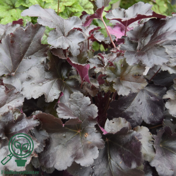 Heuchera hybrid 'Black Pearl'® sortrød, Alunrod