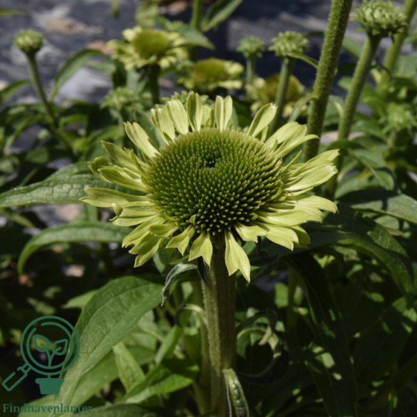 Echinacea hybrid 'Green Jewel'®, Solhat