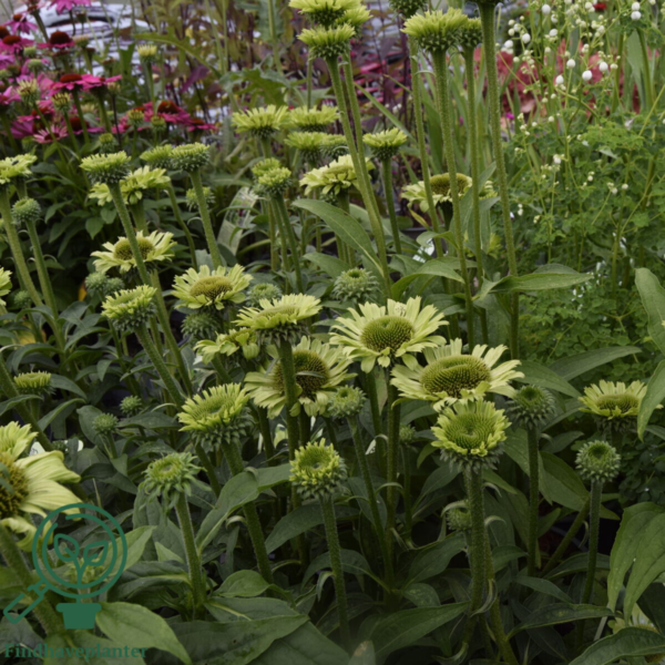 Echinacea hybrid 'Green Jewel'®, Solhat